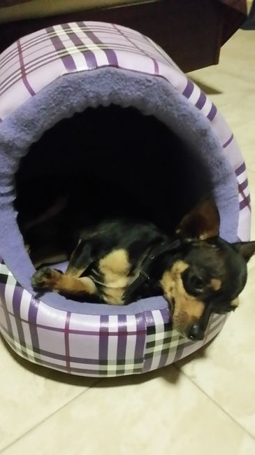 La foto de tu mascota! - 1