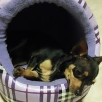 La foto de tu mascota! - 1