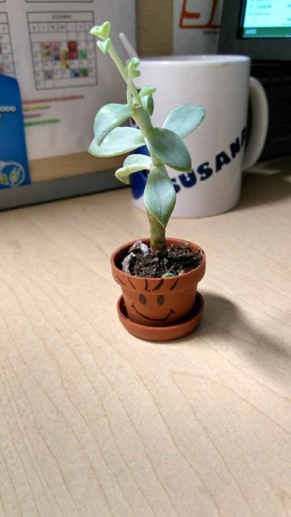 Boda con suculentas - 1