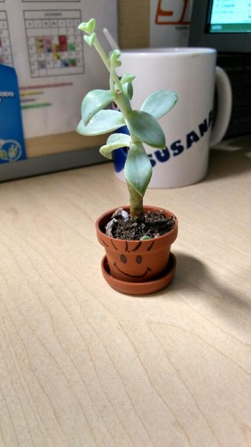 Boda con suculentas - 1