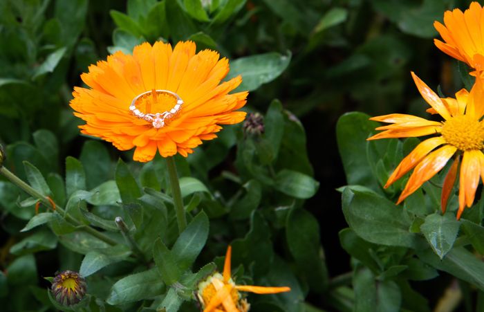 Presuman su anillooo! - 1