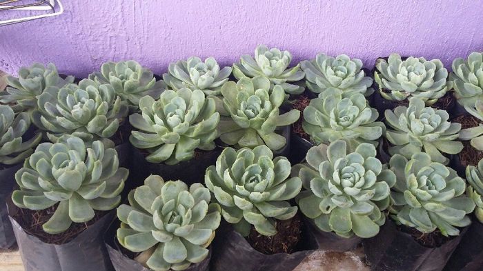 Regalar plantitas! - 1