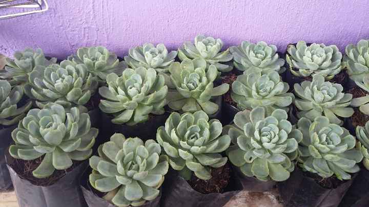Regalar plantitas! - 1