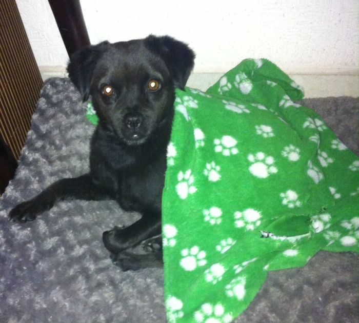 Presenten mascotas.... - 1