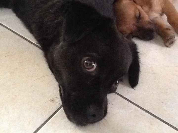 Presuman su foto... las mascotas!! - 1