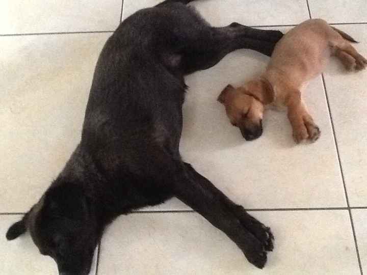 Presuman su foto... las mascotas!! - 3