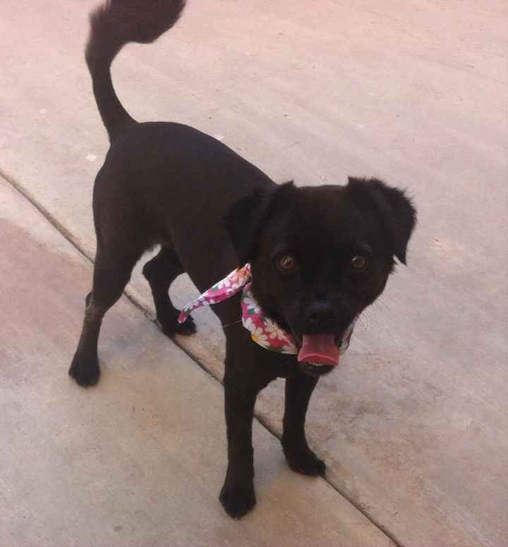 mi coco lista para el evento