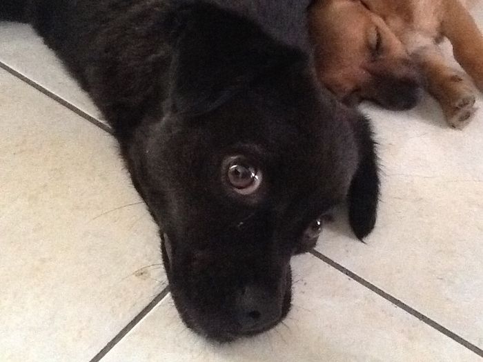 Presuman su foto... las mascotas!! - 1