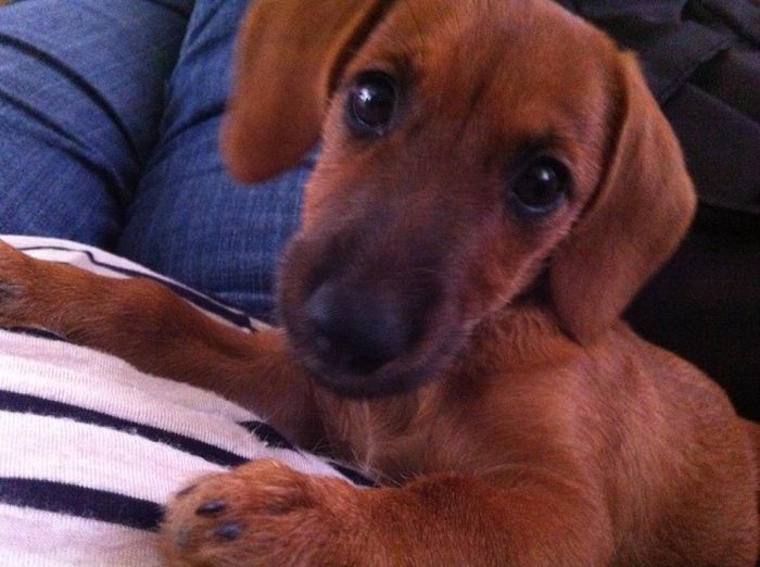 Presuman su foto... las mascotas!! - 2