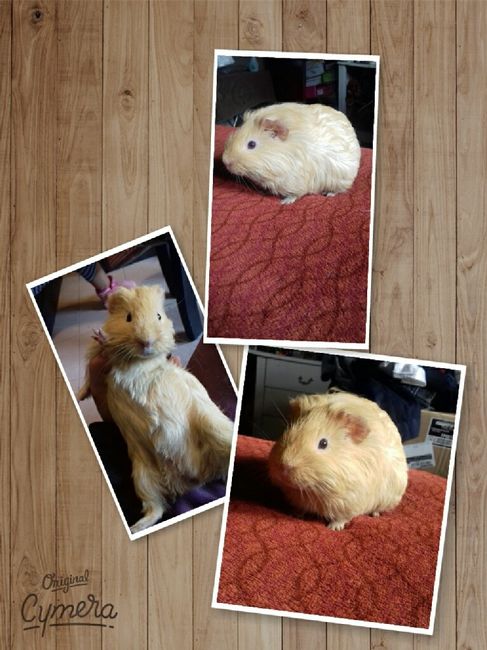 Tu mascota en la boda - 1