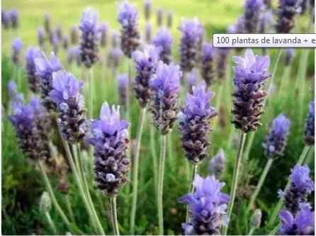 Lavanda