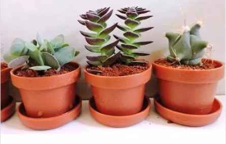 Suculentas en maceta