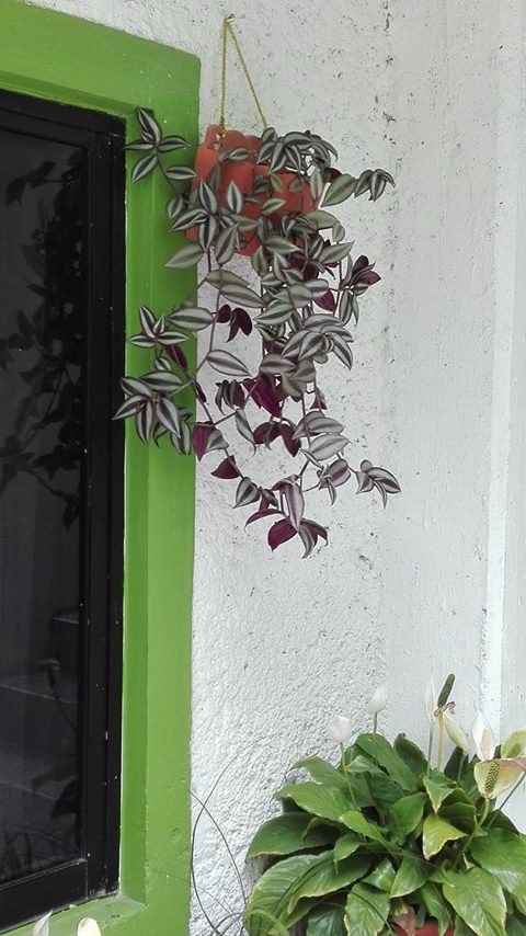 Planta