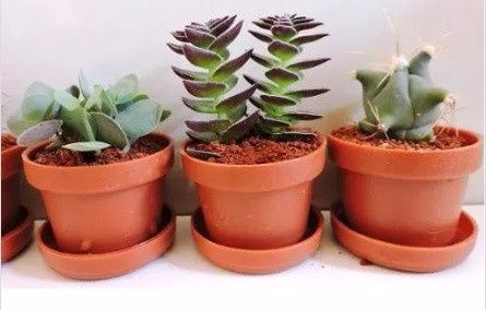 Suculentas en maceta