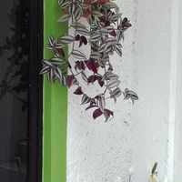 Planta