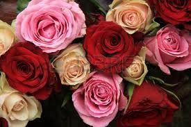 rosas