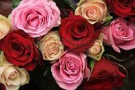 rosas