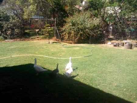 Jardín donde me casaré