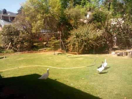 Jardín donde me casaré