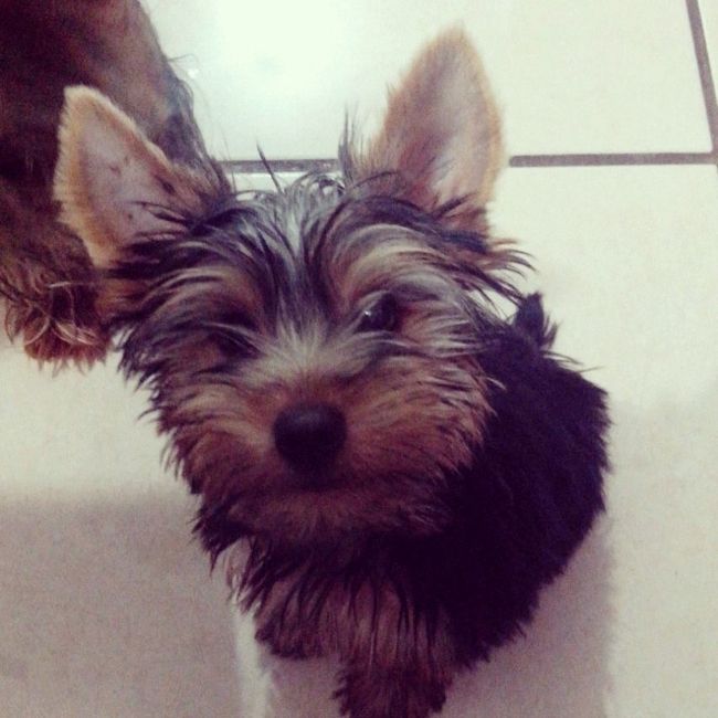 La foto de tu mascota! - 1