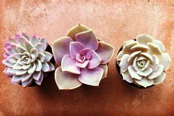 Suculentas para la boda - 10