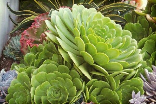 Suculentas para la boda - 6