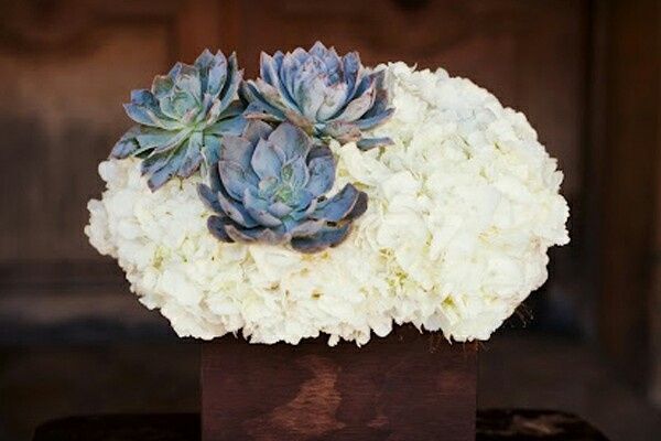 Suculentas para la boda - 7