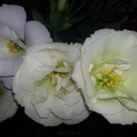 Como se llama esta flor? - 1