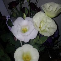 Como se llama esta flor? - 2