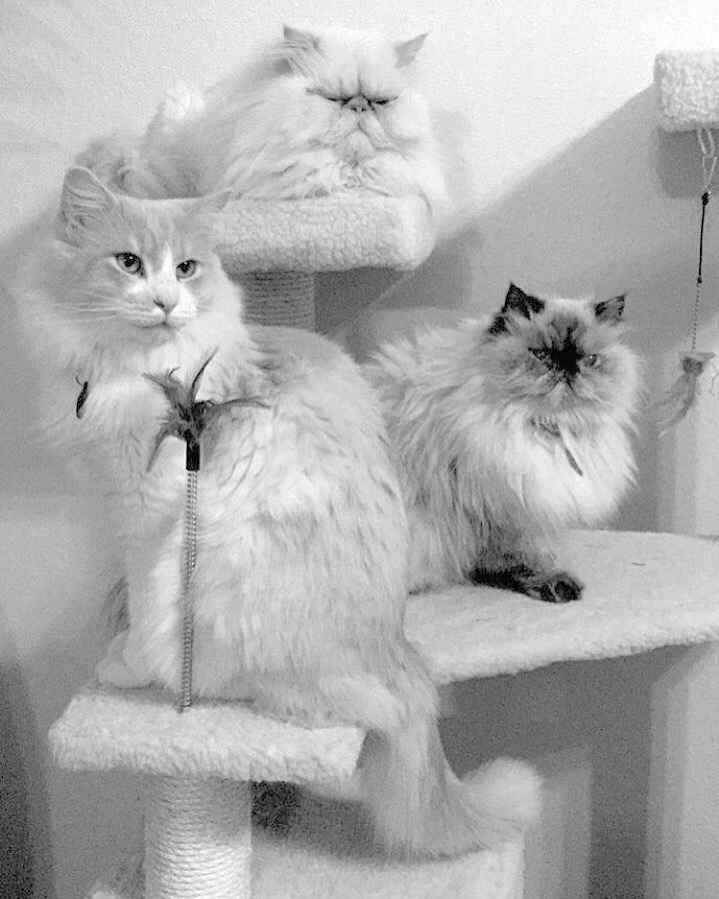 Bodas y ... gatos?? - 1