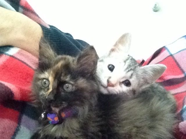 Belle y Harley 