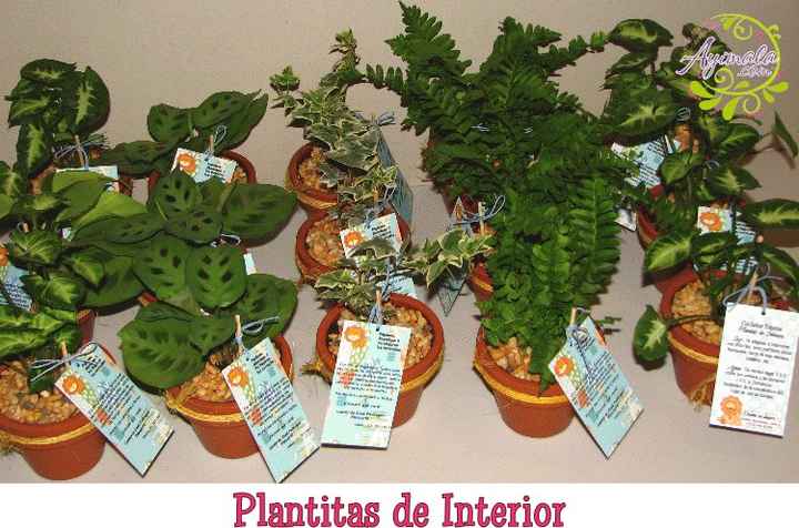 Plantitas 5