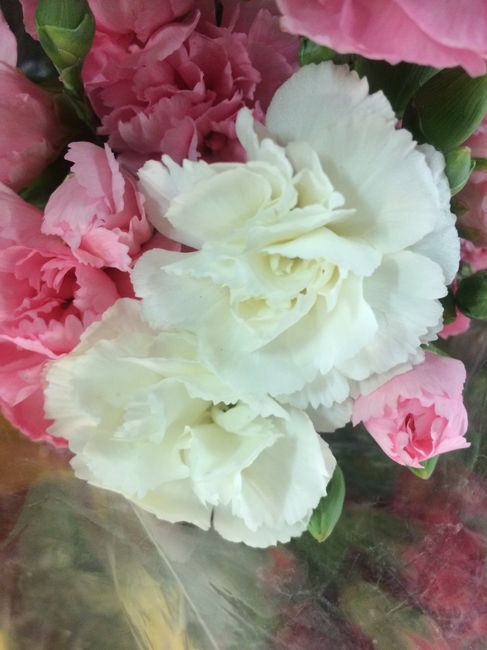 Flores para mis Ramos 💐 - 5
