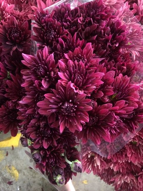 Flores para mis Ramos 💐 - 6