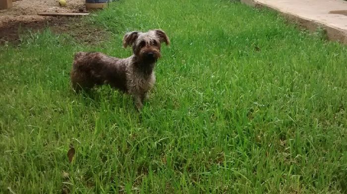 Hermoso regalo...mi peludo fiel!! - 1