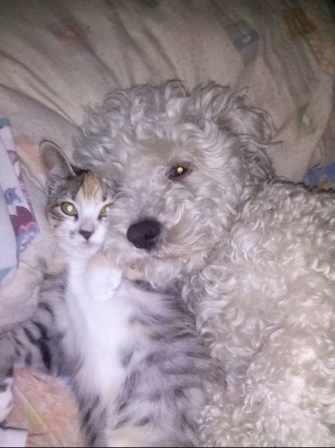 La foto de tu mascota! - 1