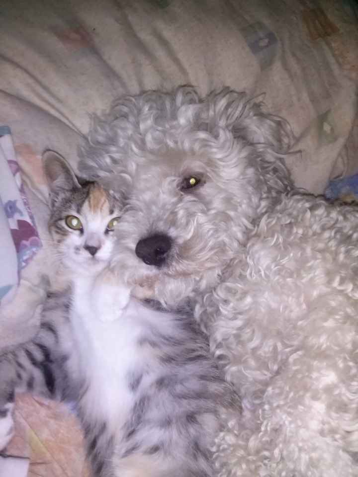 La foto de tu mascota! - 1