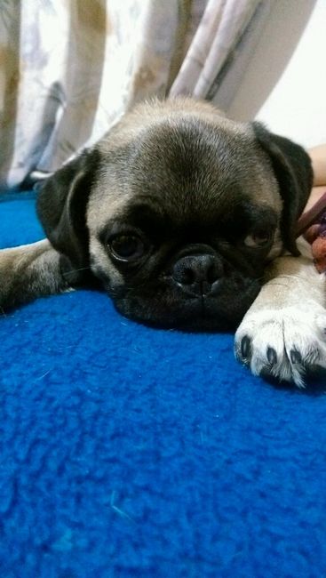 Presuman su foto... las mascotas!! - 1