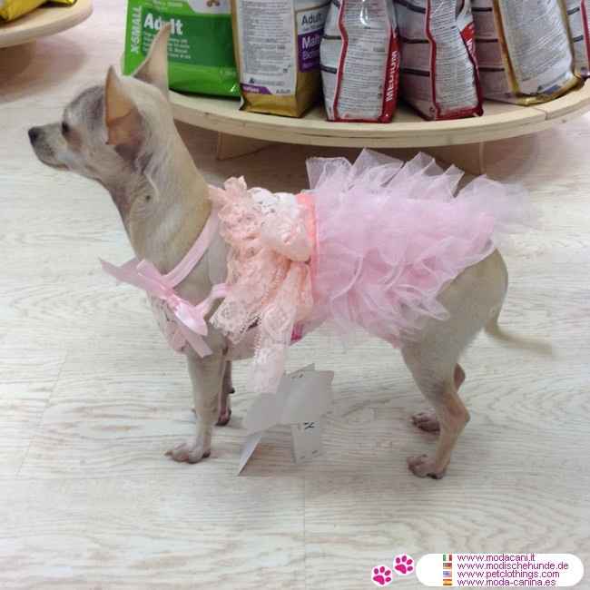 Moda nupcial para mascotas