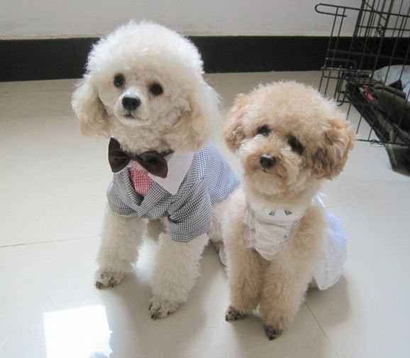 Moda nupcial para mascotas
