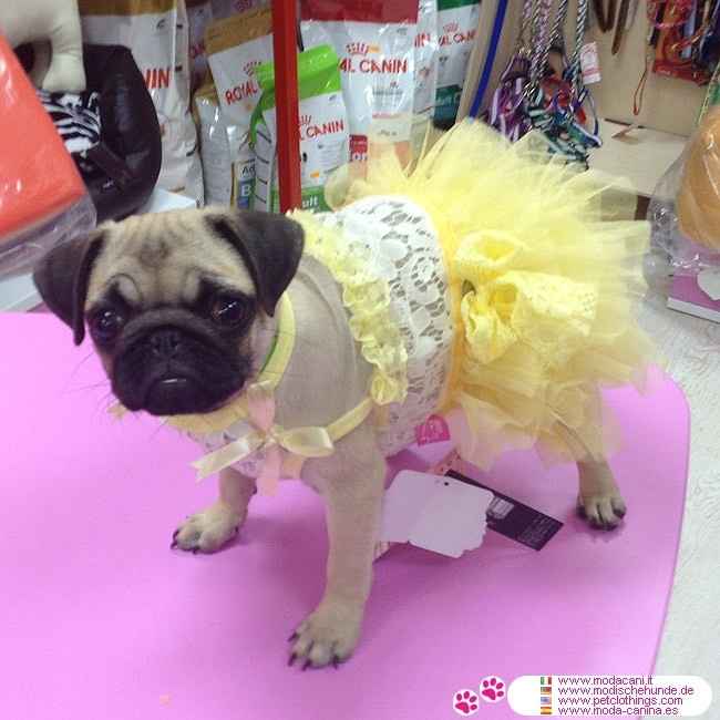 Moda nupcial para mascotas