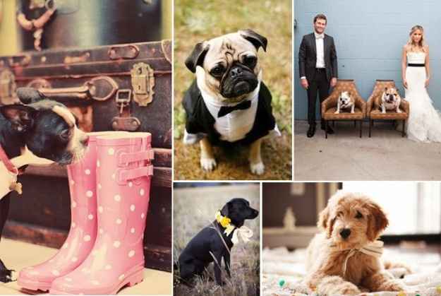 Moda nupcial para mascotas