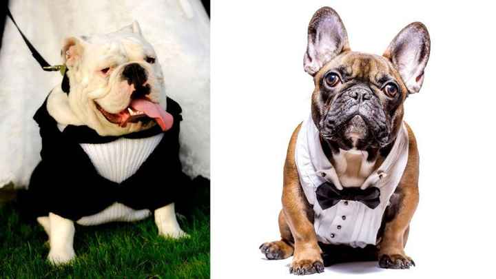 Moda nupcial para mascotas