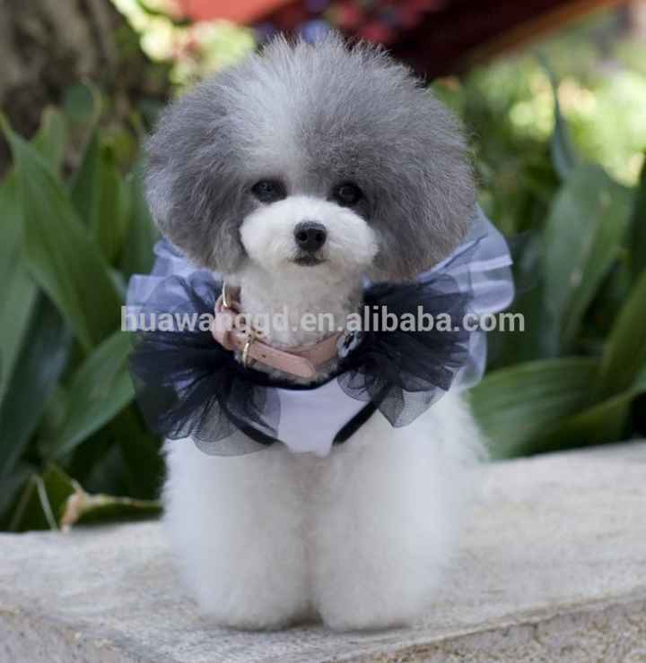 Moda nupcial para mascotas