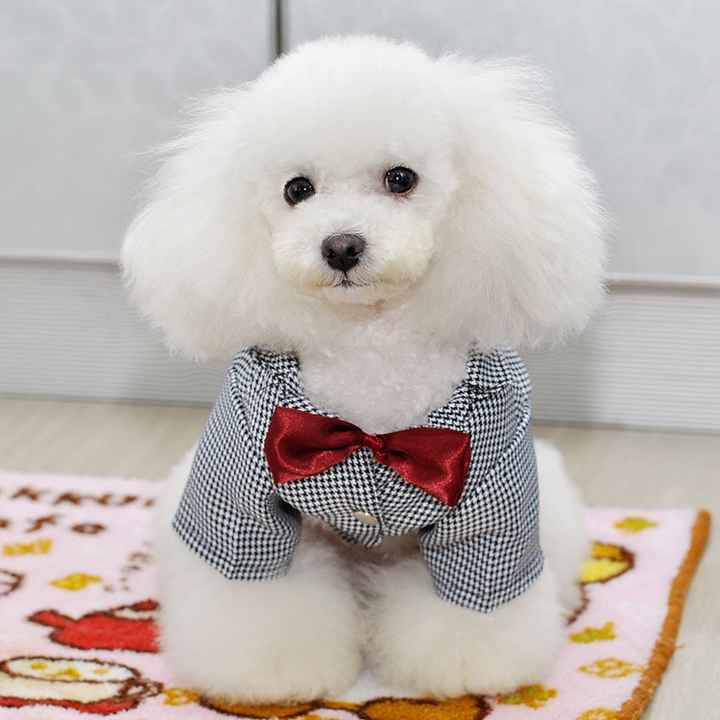 Moda nupcial para mascotas