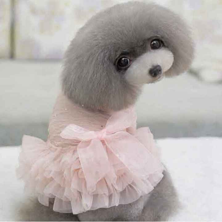 Moda nupcial para mascotas
