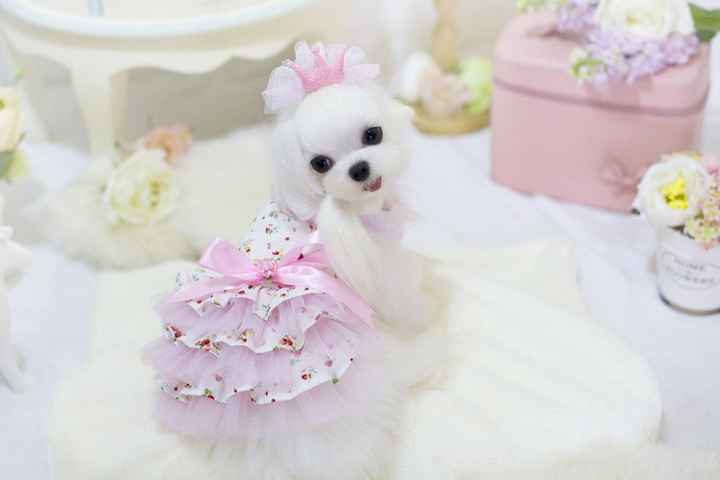Moda nupcial para mascotas