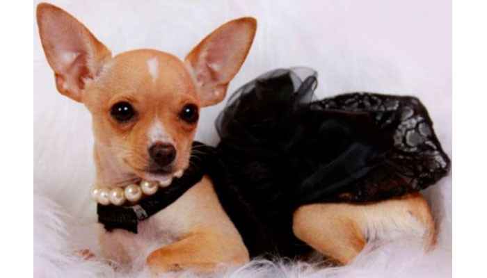 Moda nupcial para mascotas