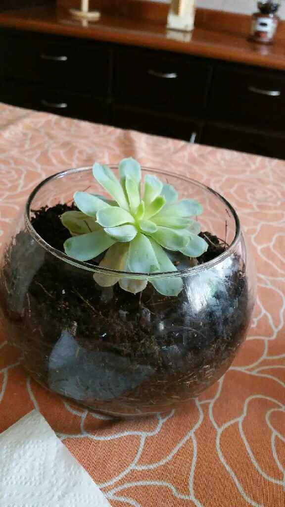 Cómo se llaman?? - 1