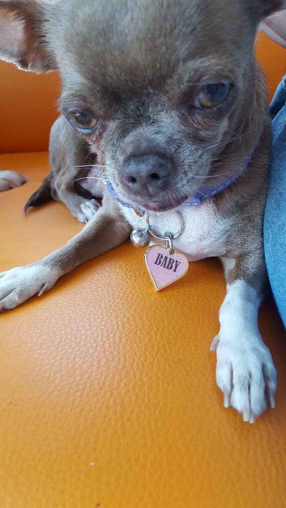 ¿perritos en las bodas? - 1